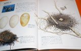Photo: JAPANESE WILD BIRD NEST AND EGG PICTORIAL BOOK FROM JAPAN