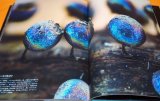 Photo: Myxomycetes Mycetozoa Myxogastria Myxogastrea Photo Book Japan Japanese