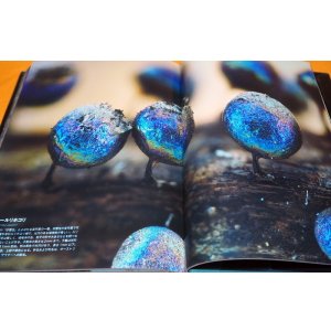 Photo: Myxomycetes Mycetozoa Myxogastria Myxogastrea Photo Book Japan Japanese