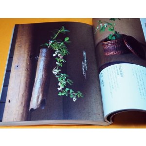 Photo: CHABANA Flower of Japanese Tea Ceremony First learning Book from Japan