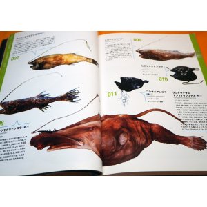 Photo: Deep Sea Fishes - Monsters of Underworld Book from Japan Japanese fish