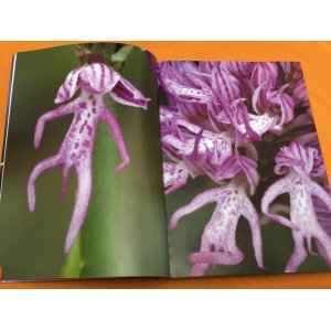 Photo: Curious and Unusual Creatures Picture Book from Japan Japanese