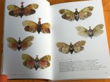 Photo: Lanternfly : Mysterious Insects Japanese Book