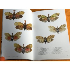 Photo: Lanternfly : Mysterious Insects Japanese Book