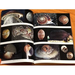 Photo: Japanese Seashells Illustrated 629 species Book from Japan Shellfish