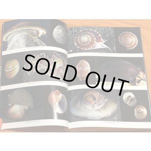 Photo: Japanese Seashells Illustrated 629 species Book from Japan Shellfish