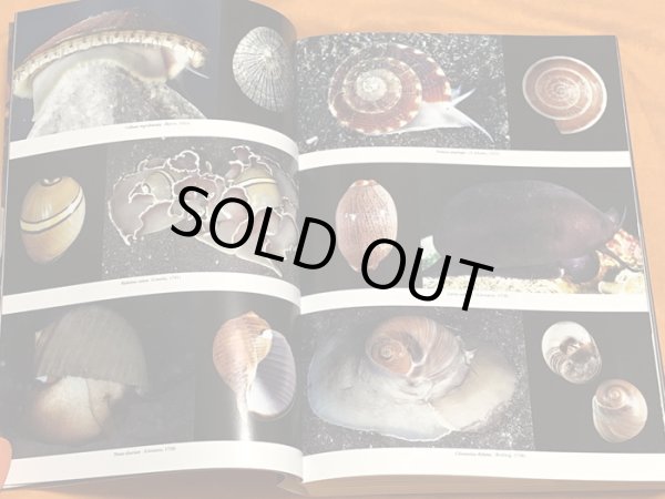 Photo1: Japanese Seashells Illustrated 629 species Book from Japan Shellfish (1)