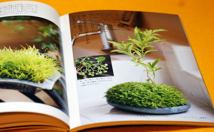 Photo1: MINI SMALL BONSAI PHOTO BOOK from Japan (1)