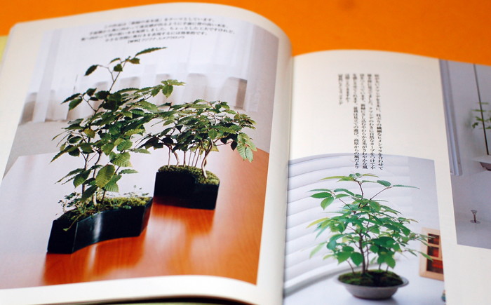 Photo1: MINI SMALL BONSAI PHOTO BOOK by KAORI YAMADA from Japan (1)