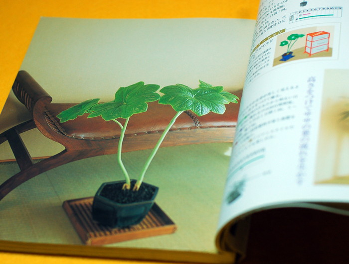 Photo1: Enjoy the four seasons with MINI BONSAI Interior BOOK from Japan (1)