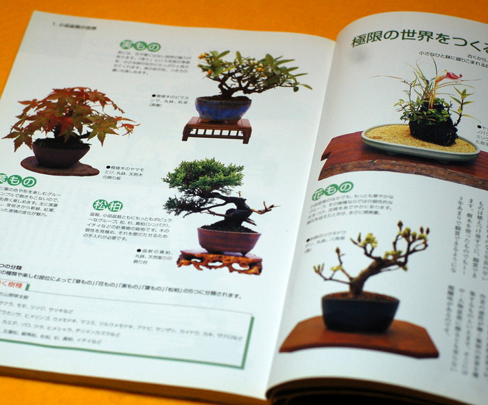 Photo1: Let's start SMALL BONSAI Interior BOOK Japanese from Japan (1)