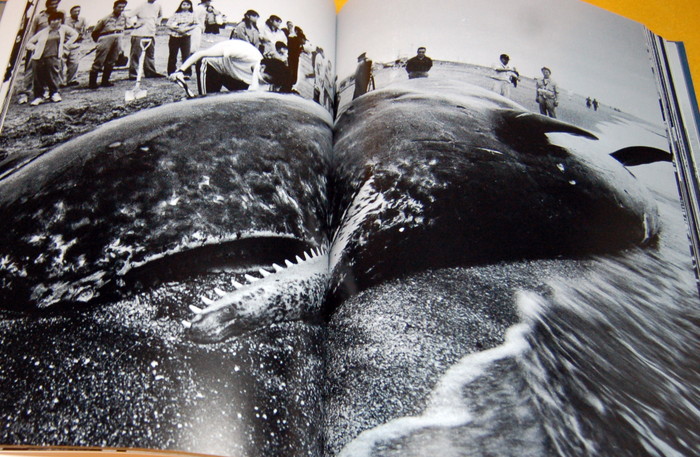 Photo1: Dismantling of the whale book japan, japanese, whaling, meat, fishing, iwc (1)