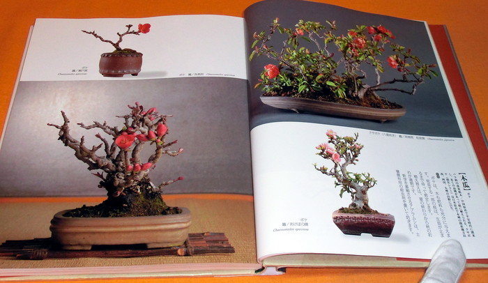 Photo1: Four seasons of BONSAI photo book japan japanese (1)