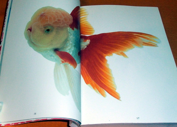 Photo1: Kingyo - The Graphics of Japanese Goldfish (1)