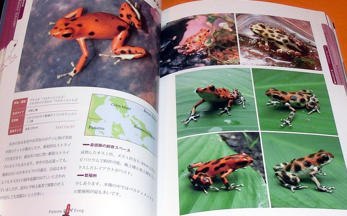 Photo1: Poison Dart Frog - Reptiles & Amphibians Perfect Guide (1)