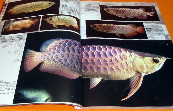 Photo1: AROWANA HISTORIOGRAPHY (1)