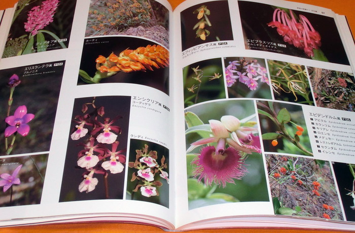 Photo1: Picture book of Mysterious Orchid in the world book flower orchidaceae (1)
