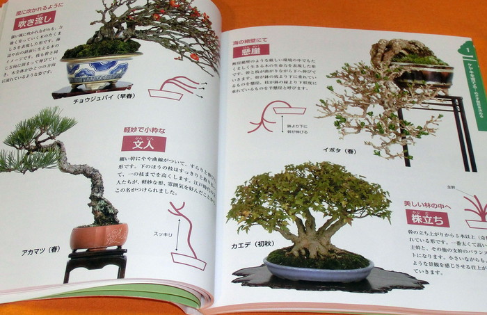 Photo1: BONSAI beginner's book from japan japanese (1)