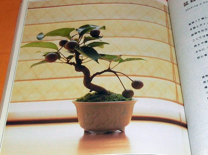 Photo1: Let's Begin Miniature BONSAI book Japan Japanese mini little (1)