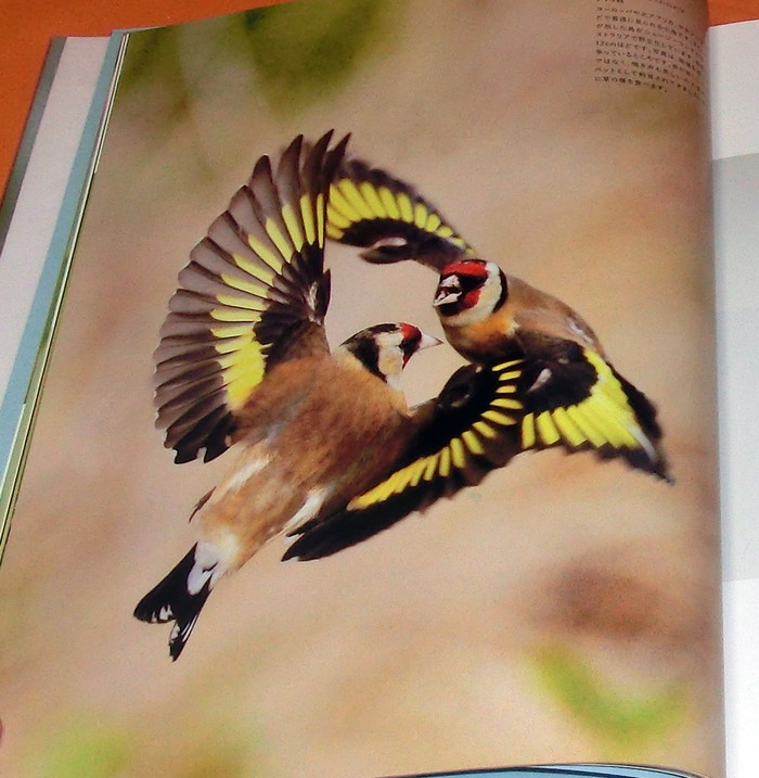 Photo1: Flying Birds Flying Beauty in the world photo book from Japan Japense (1)
