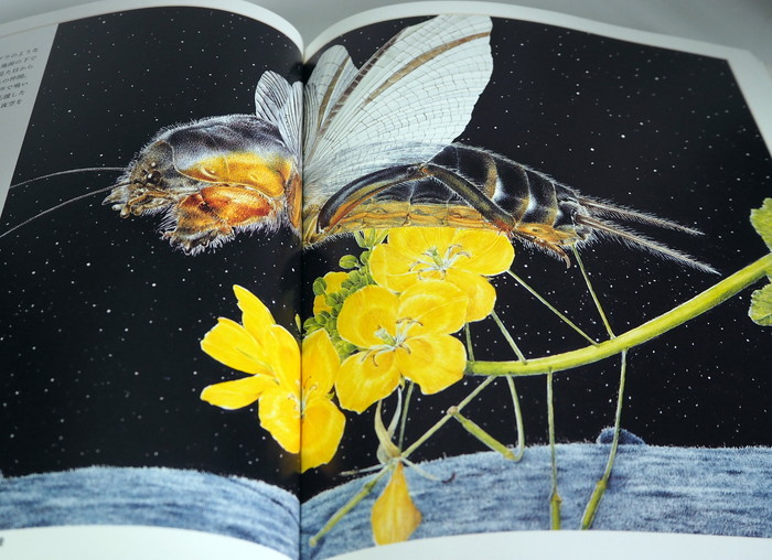Photo1: Kumada Chikabo's  Picture book art book from Japan Insect Animal Bird (1)