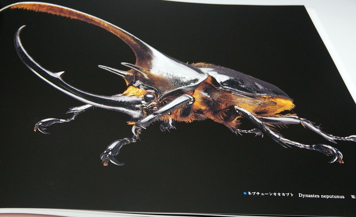 Photo1: Rhinoceros Beetles : Micro Presence 4 book from Japan horned kabutomushi (1)