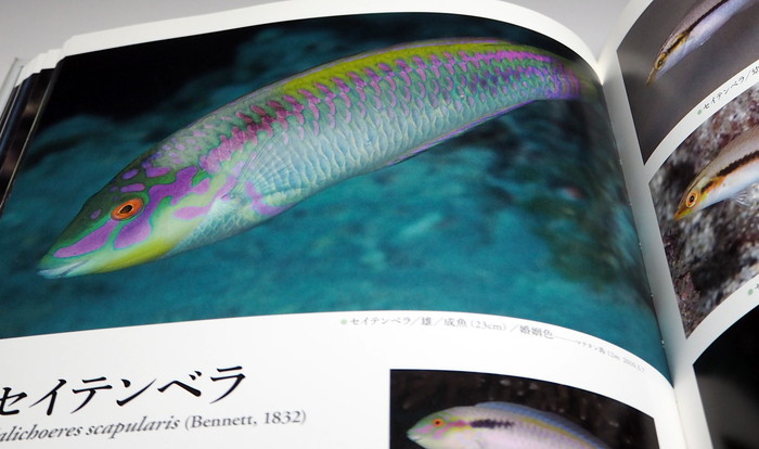 Photo1: A Photographic Guide to WRASSES of Japan book Japanese Labridae fish (1)
