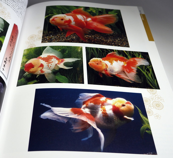 Photo1: Goldfish Breeding book from Japan Japanese KINGYO (1)