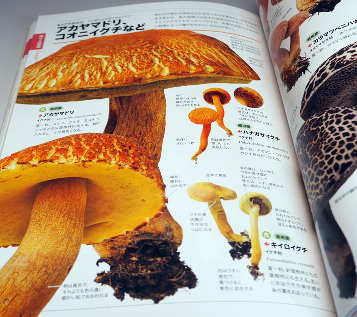 Photo1: Actual size of the mushrooms can be seen in comparison Japanese book (1)