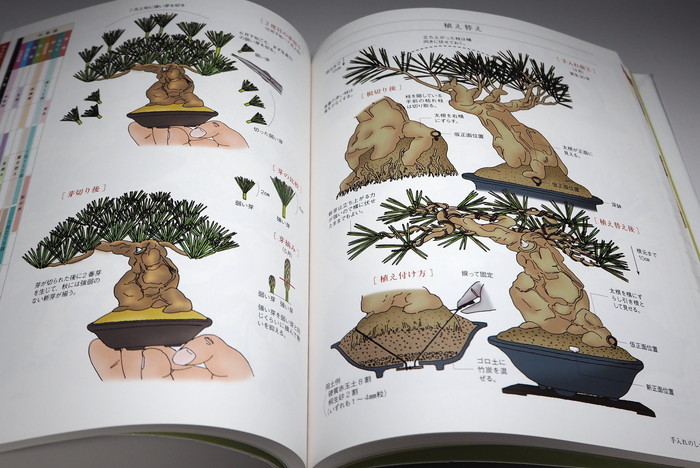 Photo1: SMALL TREE BONSAI All Illustration Introduction book from Japan Japanese (1)