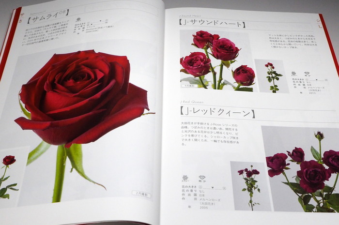 Photo1: The Encyclopaedia of Cut Roses 1 : RED PINK BI-Color from Japan Japanese (1)