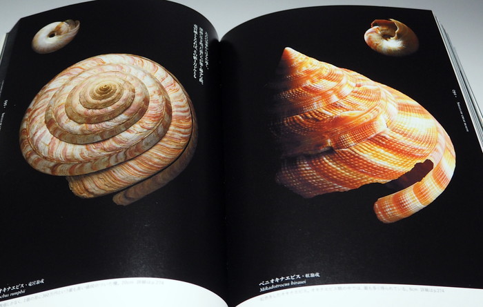 Photo1: The Beautiful Shell in the world book bivalve shellfish univalve (1)