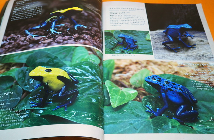 Photo1: Poison Dart Frog & Paludarium Book from Japane Japanese (1)