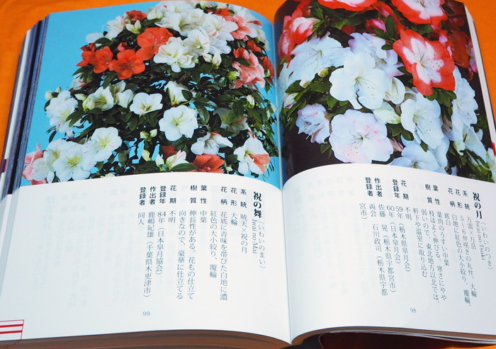 Photo1: RHODODENDRON INDICUM PICTORIAL BOOK OF THE 1000 VARIETIES OF SATSUKI Japan (1)