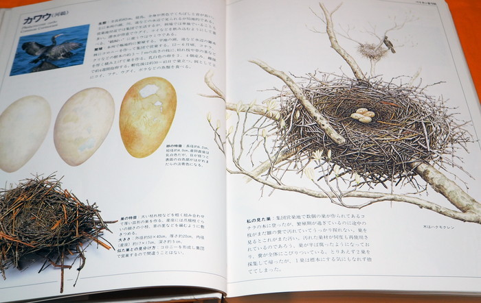 Photo1: JAPANESE WILD BIRD NEST AND EGG PICTORIAL BOOK FROM JAPAN (1)