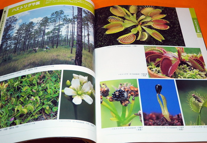Photo1: AMAZING WORLD OF THE CARNIVOROUS PLANTS BOOK FROM JAPAN JAPANESE (1)