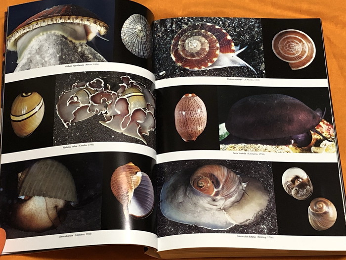 Photo1: Japanese Seashells Illustrated 629 species Book from Japan Shellfish (1)